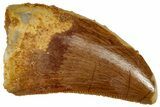 Serrated, Juvenile Carcharodontosaurus Tooth - Morocco #326828-1